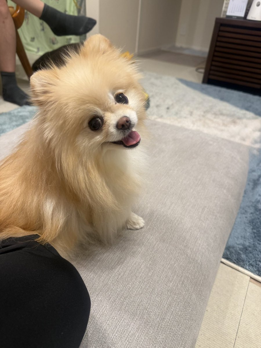 ポメラニアンの若様 (@pomeranian_waka) / Posts / X