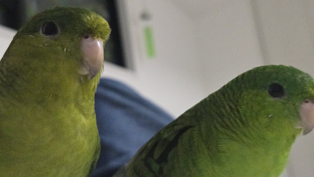 americium178's tweet photo. 飼い主の腹の上 #サザナミインコ https://t.co/b0pzIC11nP