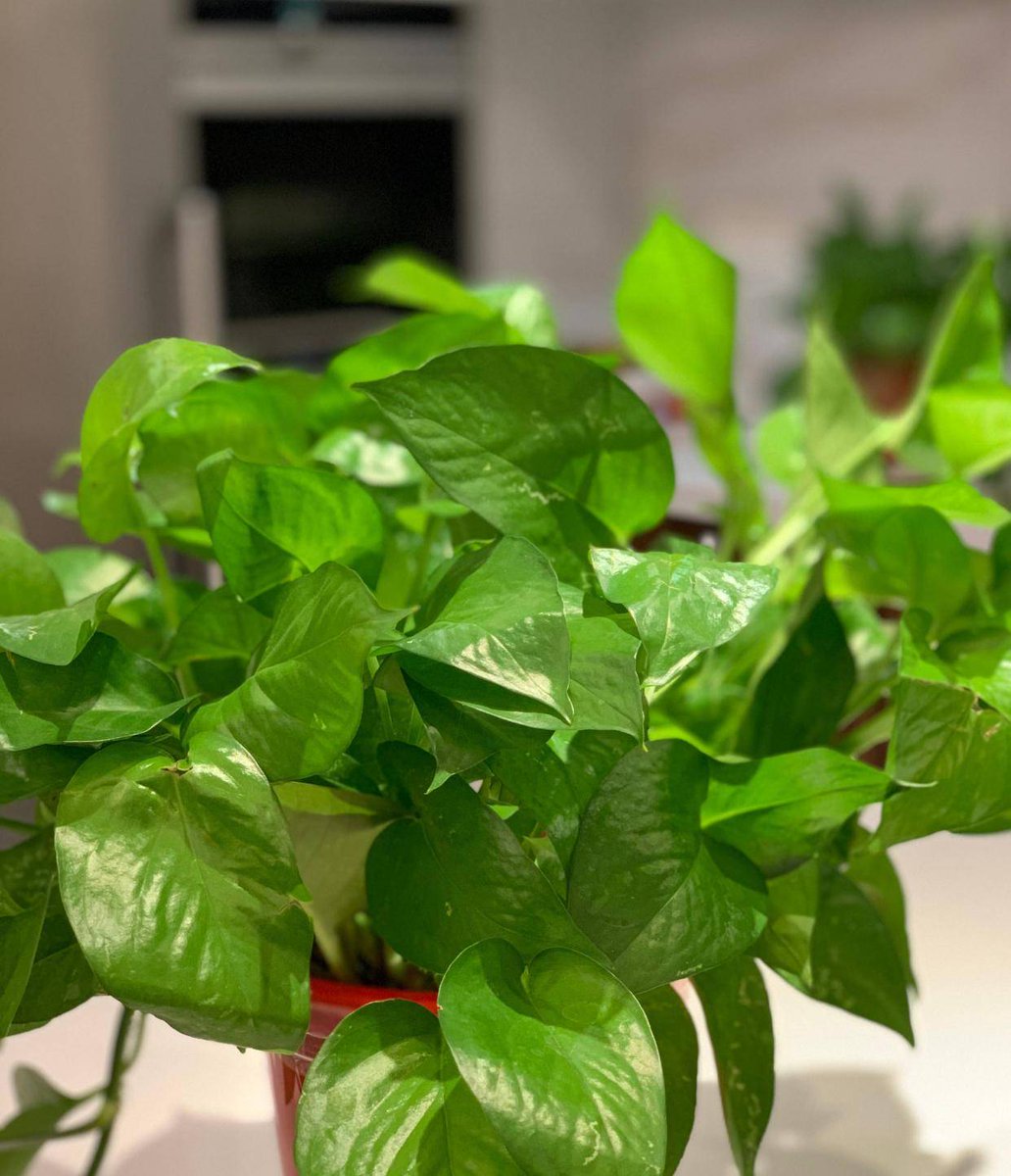 SomadooG's tweet photo. Keep your pothos thriving! Place it in bright indirect light, water when the top 2 inches of soil feel dry, and wipe its leaves monthly to dust—easy, low-effort green vibes for your space. https://t.co/J5dghXvzKV