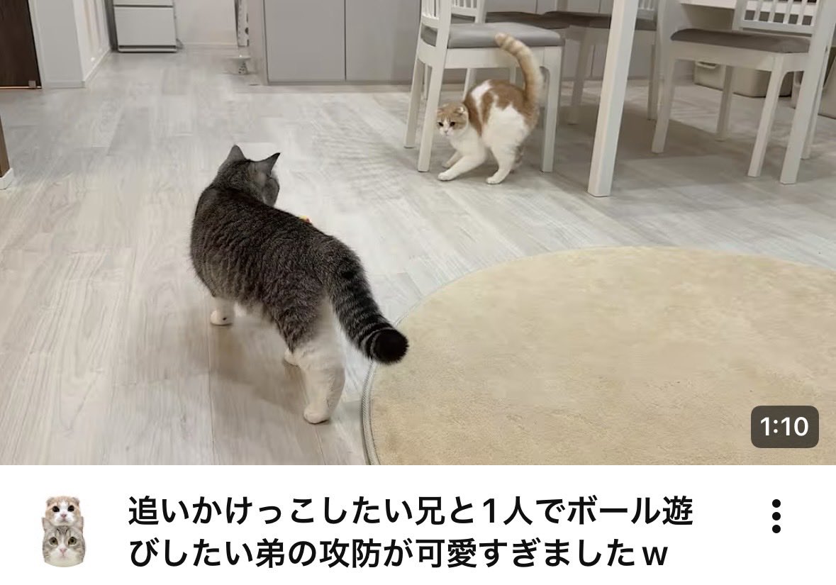 もちまる日記