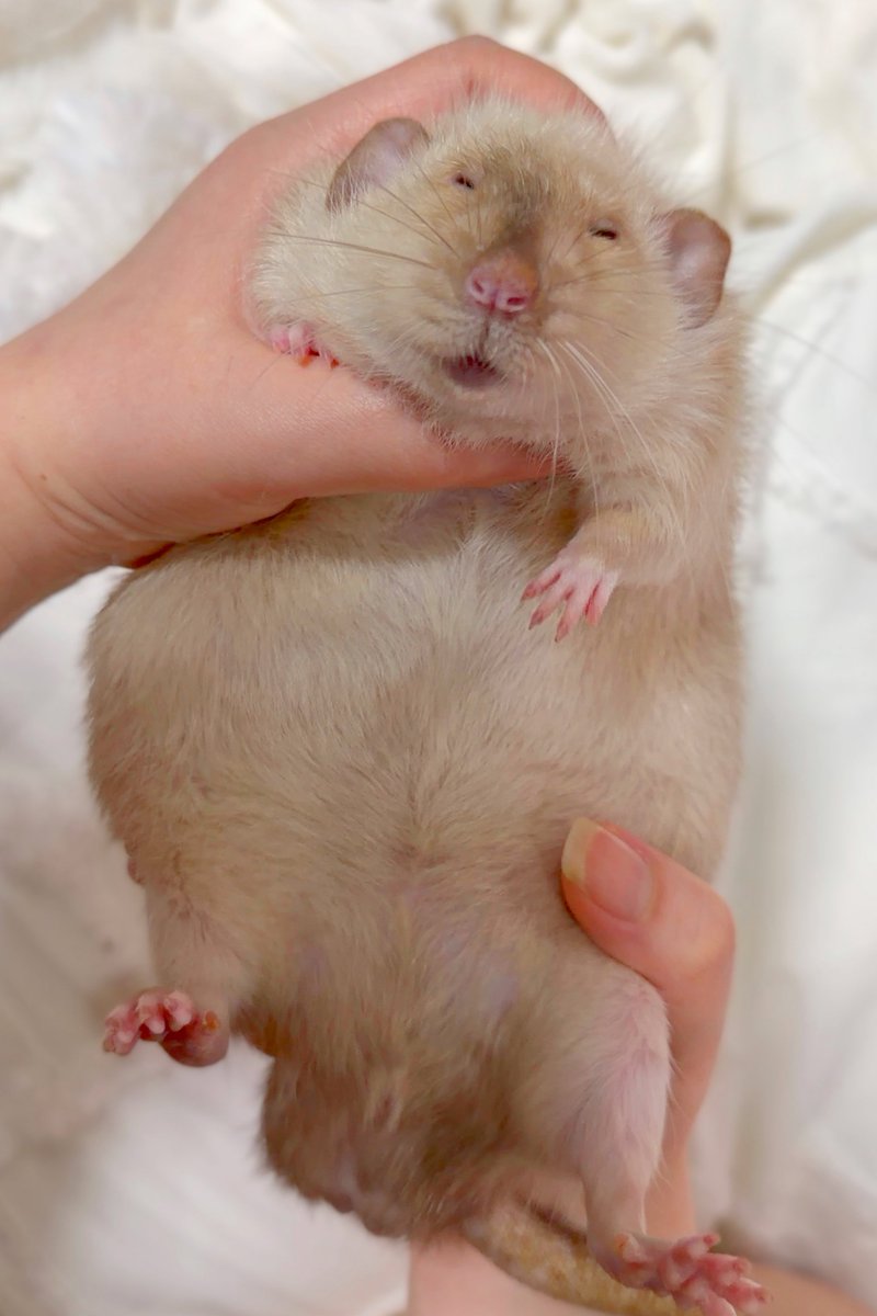 mocomoco_OvO's tweet photo. おなかぽんぽこりんばぶ🐭 https://t.co/A8owU0XGXB