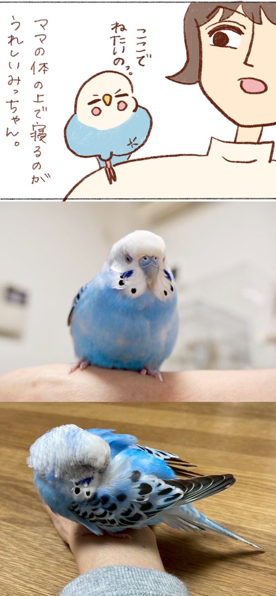 tanikonatsu_2's tweet photo. いちばん安心できる場所🤲

#インコ https://t.co/y0sIfH1hyF