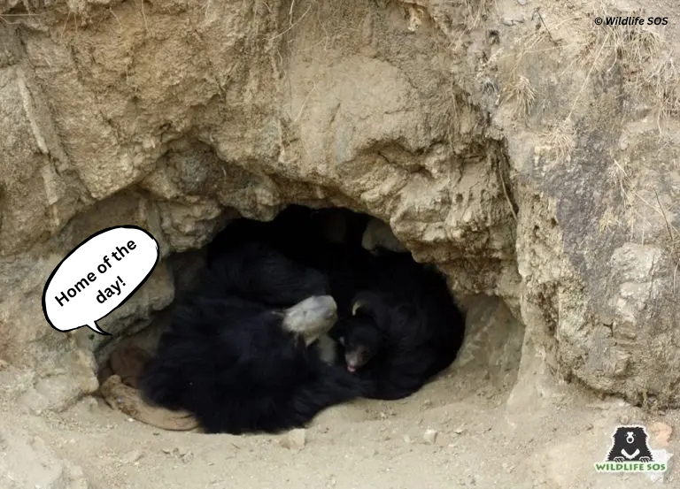 slothbear2026's tweet photo. 🏡🐻 Nature's Shelters for Sloth Bears

Sloth Bears do not build permanent nests or occupy a single den. Instead, they use natural shelters such as rocky caves, rock crevices, boulder cavities, hollow spaces, and dense vegetation.

These shelters, often located in rugged terrain away from human disturbance, provide safety and protection from harsh weather. Female Sloth Bears also choose secure natural dens to give birth and raise their cubs.

A recent study by Chaudhary et al. found that Sloth Bears preferentially select naturally occurring caves on rocky hillocks, highlighting the importance of rocky habitats for resting and maternity dens.

For a Sloth Bear, a shelter is more than a resting place—it is essential for survival and raising the next generation. 🌿🐾

#ProjectSlothBear #WIIProjectSlothBear #SlothBear #BearEcology #WildlifeFacts #DenningEcology

@moefcc @CentralIfs @NationalCAMPA @wii_india @SACONCoimbatore @wii_eiacp @rameshpandeyifs @GobindsagarBha1 @RuchiBadola2 @CRamesh_WII @BivashPand34733 @Kramesh95 @amitwii @UpmaManral @ashishjangid22 @avinashyadv95 @utkarsh41995 @kaushikforwild @Hairypotter0777 @Sindhoora_2001 @Suraj_Chauhan31 @niranjanKv2770 @Kavyak0204 @MitaliJadh34762