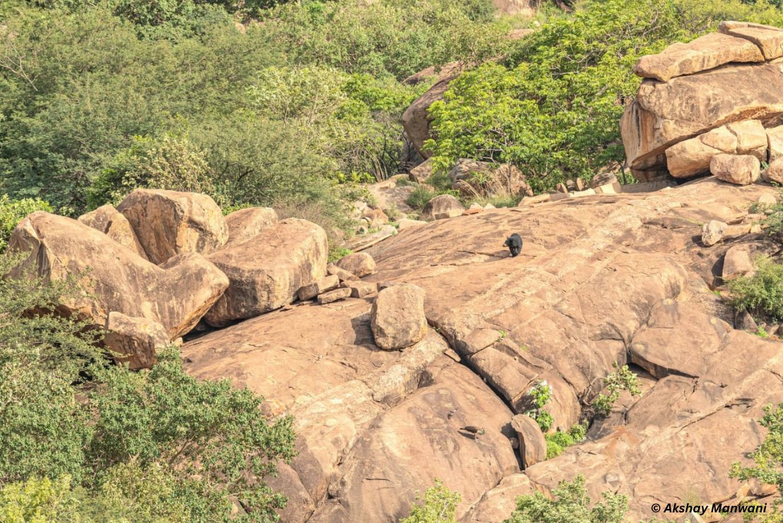 slothbear2026's tweet photo. 🏡🐻 Nature's Shelters for Sloth Bears

Sloth Bears do not build permanent nests or occupy a single den. Instead, they use natural shelters such as rocky caves, rock crevices, boulder cavities, hollow spaces, and dense vegetation.

These shelters, often located in rugged terrain away from human disturbance, provide safety and protection from harsh weather. Female Sloth Bears also choose secure natural dens to give birth and raise their cubs.

A recent study by Chaudhary et al. found that Sloth Bears preferentially select naturally occurring caves on rocky hillocks, highlighting the importance of rocky habitats for resting and maternity dens.

For a Sloth Bear, a shelter is more than a resting place—it is essential for survival and raising the next generation. 🌿🐾

#ProjectSlothBear #WIIProjectSlothBear #SlothBear #BearEcology #WildlifeFacts #DenningEcology

@moefcc @CentralIfs @NationalCAMPA @wii_india @SACONCoimbatore @wii_eiacp @rameshpandeyifs @GobindsagarBha1 @RuchiBadola2 @CRamesh_WII @BivashPand34733 @Kramesh95 @amitwii @UpmaManral @ashishjangid22 @avinashyadv95 @utkarsh41995 @kaushikforwild @Hairypotter0777 @Sindhoora_2001 @Suraj_Chauhan31 @niranjanKv2770 @Kavyak0204 @MitaliJadh34762