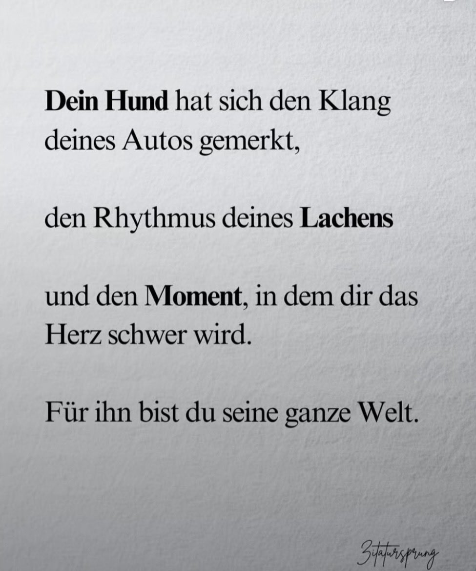 dokhollidays's tweet photo. Das ist so schön geschrieben.
Und so wahr.
Nur gute Gefühle an diesem
Sonntag Nachmittag.

Liebt eure Hunde.
🐶🤝🙏 https://t.co/hkbTqORzAa