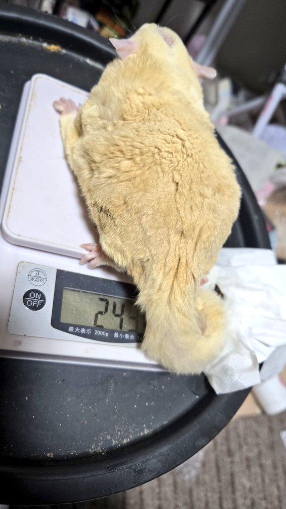wochiha_JW's tweet photo. たわわさん凄い
体重測定してる間に大量のおしっことうんちしたら7グラム痩せた https://t.co/hpJrXWZUW6