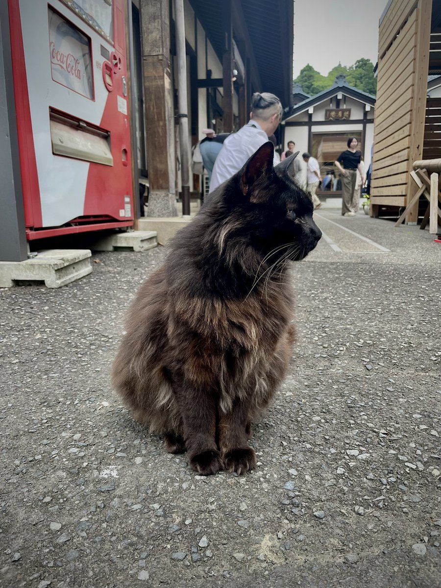 time_23_san's tweet photo. ヌコからの魂。 https://t.co/woPlmfCV4o