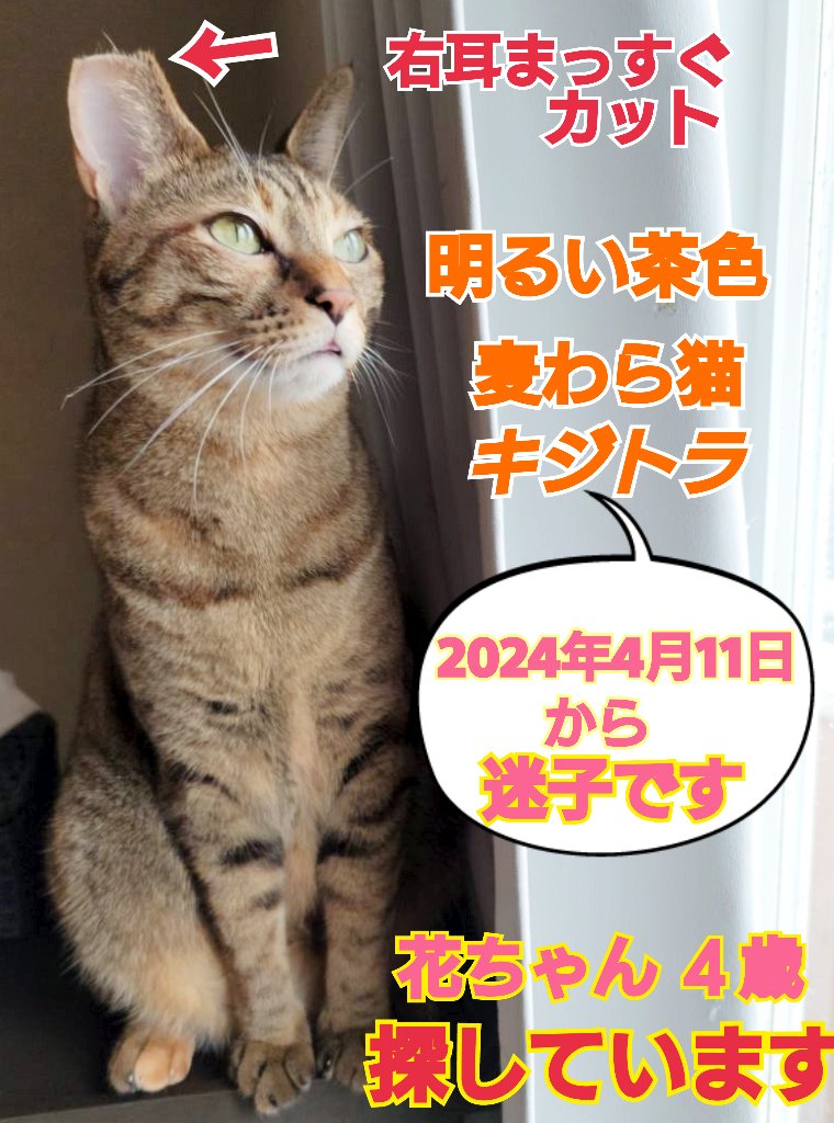 squirrelemi's tweet photo. 猫を探しています。花ちゃん４歳。明るい茶色、右耳がまっすぐカット、尻尾だけ色が違いグレー×黒、すごく長い尻尾です。2024年4月11日横浜市金沢区富岡東の自宅から私の不注意で外に出てしまい迷子のままです。
ずっと探しています。
#猫を探しています 
#拡散希望 
#リポストお願いします 
#よこかな https://t.co/bT6J5cFjYn