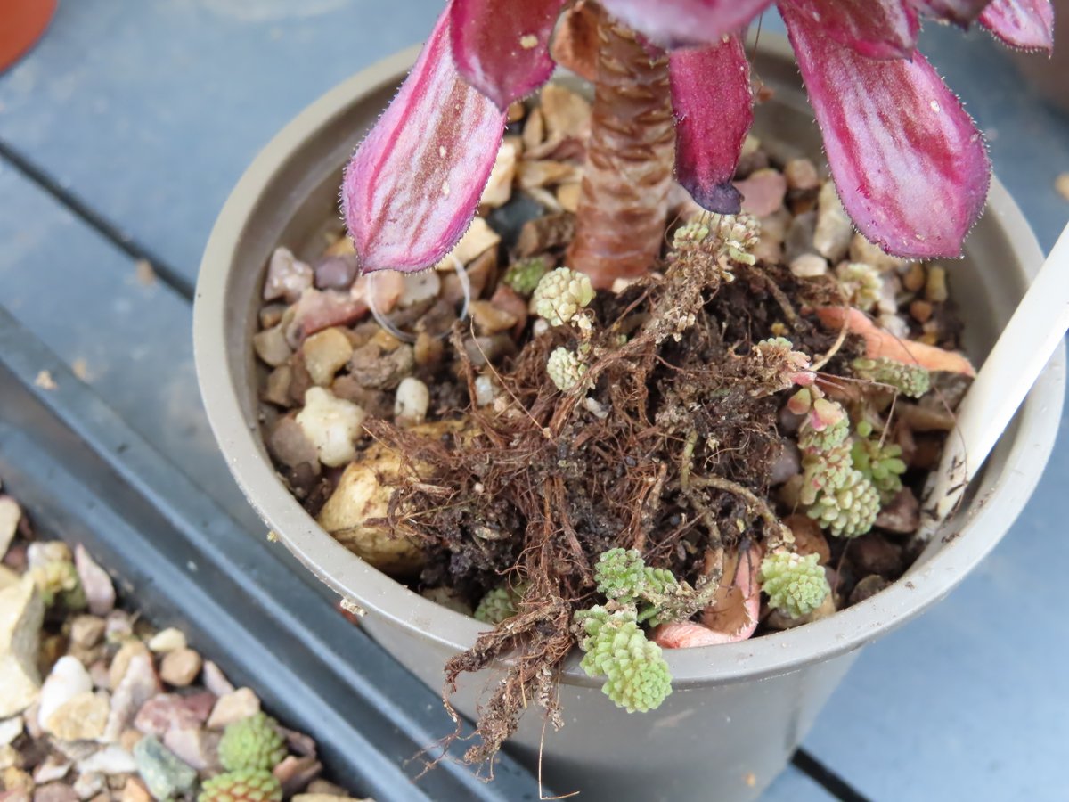 Khaph's tweet photo. The magpies have tried burying a monkeynut in the pot of my Aeonium 'Mardi Gras' plant and dug up a clump of my Monanthes cuttings to cover it up.  #aeonium #succulents #monanthes #notbirdwatching https://t.co/8GIG0ZWMTL