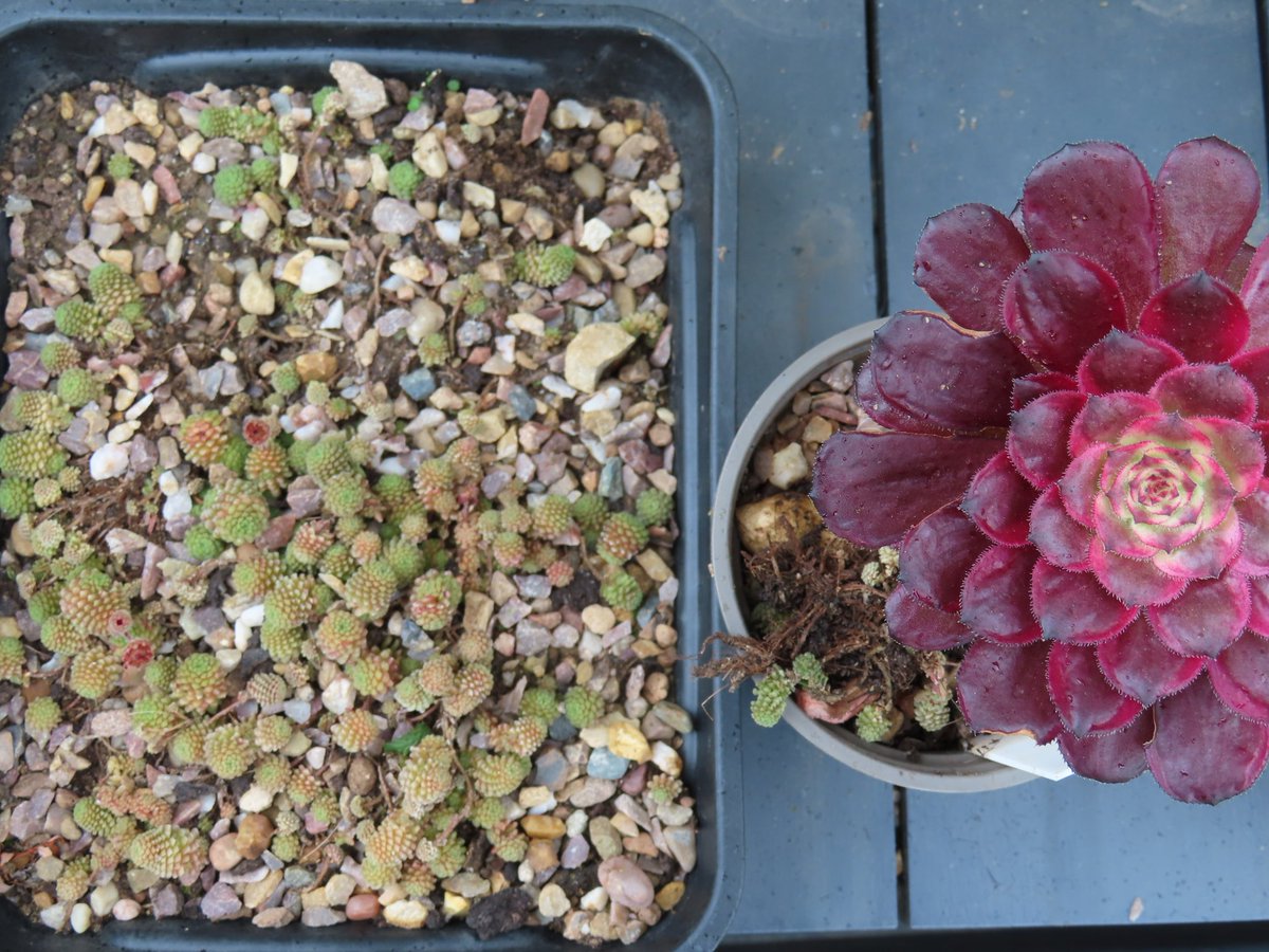 Khaph's tweet photo. The magpies have tried burying a monkeynut in the pot of my Aeonium 'Mardi Gras' plant and dug up a clump of my Monanthes cuttings to cover it up.  #aeonium #succulents #monanthes #notbirdwatching https://t.co/8GIG0ZWMTL