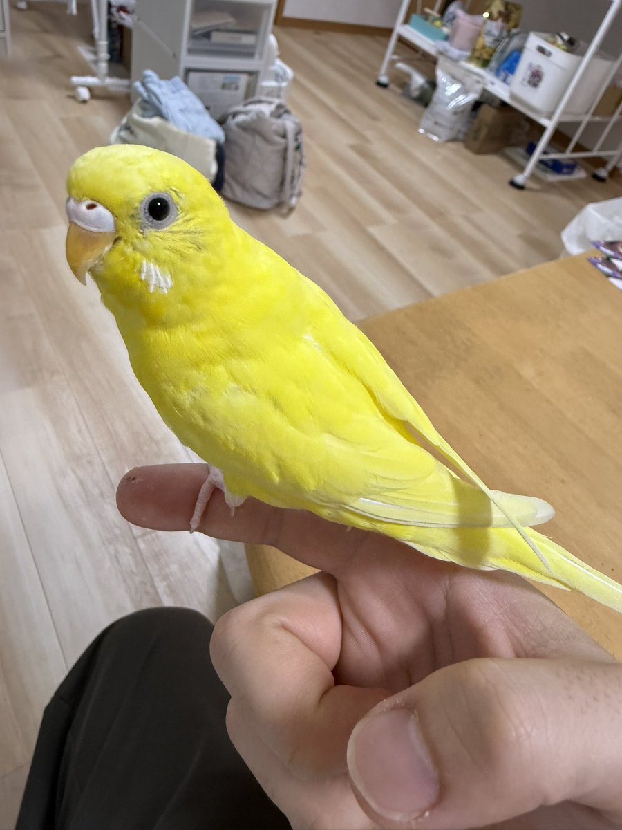 ForShingu's tweet photo. 数日会ってないと忘れられてないか不安になる https://t.co/i2A9zxg98l