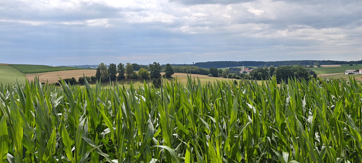 fernwehfoto's tweet photo. Am Sonntag eine schöne Runde laufen...

#natur #Sommer https://t.co/lTuIGOqF7k