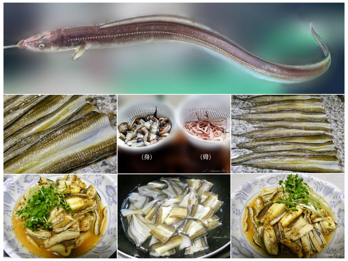 ku6901's tweet photo. 7/5(日)
#穴子の日

最近夫はよく #アナゴ 釣りに行っている🎣
粘液や血液に毒があるが
釣ったアナゴはその場で船長さんが捌いてくれるので嬉しい
粘液はアナゴを冷凍してから少し解凍してスプーンでこそげ取る
煮付���にして食べるが
6月末は一番脂がのっているので白焼きがオススメだそう

#マアナゴ https://t.co/xGOCqhxbJq
