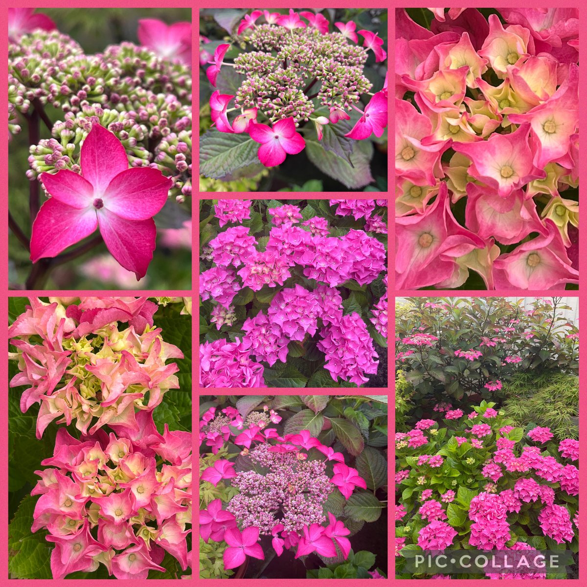 helen_brammeld's tweet photo. In the pink! Hydrangeas in my little garden #SevenOnSunday #SundayPink π©·πΈπ©·πΈπ©· https://t.co/f7K69qlHx1