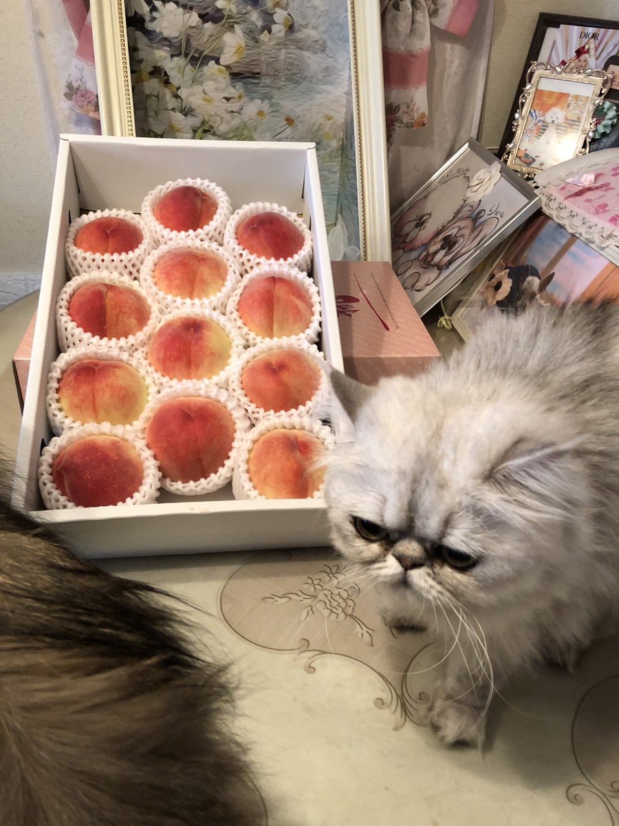 Megumi512's tweet photo. 【#めぐねこ #愛猫 】

🍑桃🍑ﾆｬﾝ👅✨

📸こころ&amp;ごーるど&amp;ちゃーみー😻🐾

#田中めぐみ #ホリプロ
#アニマルアナウンサー 
#猫アナウンサー #アナウンサー

#猫 #ねこ #ネコ #cat
#猫好きさんと繋がりたい 🐈🐾

🎙お仕事のご依頼は👇
https://t.co/Bg8GInomY7 https://t.co/meSAZfKn3P