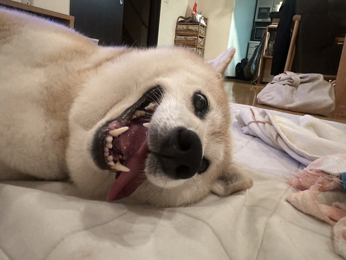 saillin29's tweet photo. 撫でてほしいならその顔やめたほうがいい…ｺﾜｲ

#柴犬 #柴犬のいる暮らし https://t.co/kQ6aNdH7zD