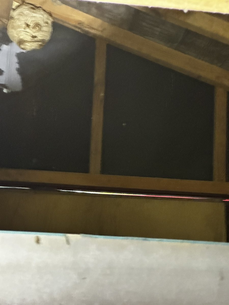 haruyaboss's tweet photo. スズメバチになにも罪は無く共存も勿論考えましたがお客にオレも刺されたら大変なのでサクッと駆除しました。ごめんソーリーミヤネ https://t.co/u9vLz8gJNh