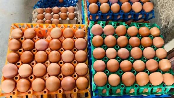 Vicaku0's tweet photo. How much is egg in your area?
I bought one crate for #2,500. https://t.co/YXj3ic6K5Z