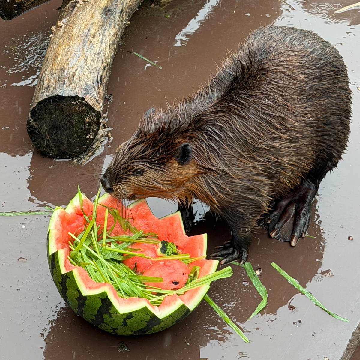 MuuMuuBeaver's tweet photo. らむね すいか まつり 氷の誕生日おめでとう🎊
わさちゃんも子育てありがとう。
元気なハンターくんにまた会えることも楽しみにしています😊

雨の中ですが、多くの方が参加され、お祝いムードがとても素敵でした！

🦫:26.7.5 / #ヨーデルの森 https://t.co/NQIxAOpsDY