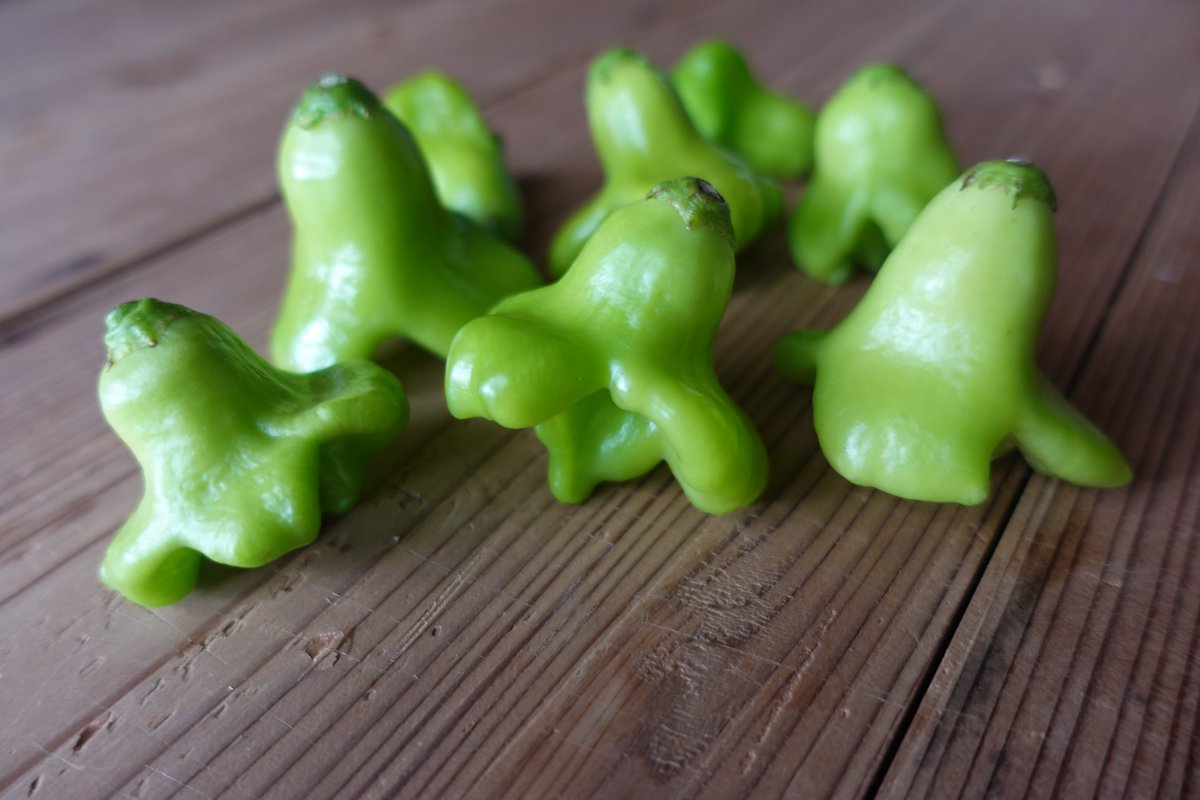 kibi_tsuki's tweet photo. 【もう絶対育てない野菜】

「UFOピーマン2号」という品種です。 
形は円盤みたいでめっちゃ可愛いんですが、羽のような部分だけ甘く、中心部は唐辛子並みに激辛。

「ピーマンだと思って食べたら唐辛子だった」と毎回一口ごとに運試し状態になるので、うちでは二度と育てない野菜になりました。 https://t.co/uFm3wMKzJX