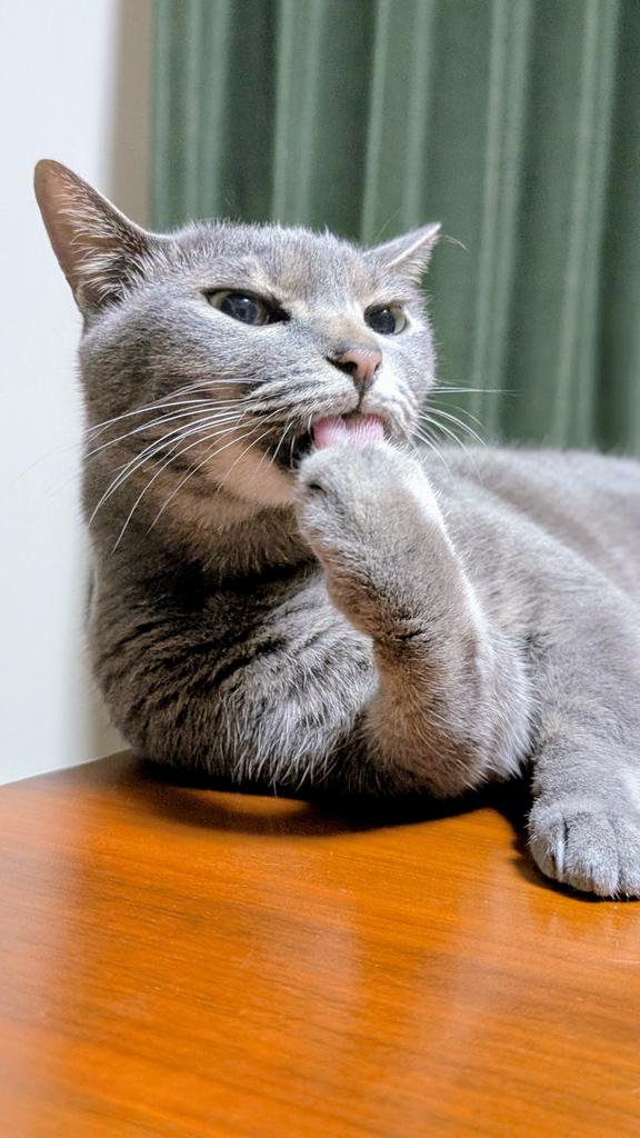 leomaro315's tweet photo. こぶしで決めるニャ〜😺
#猫 #cat #グレー猫ズ https://t.co/aPk91CjaVI