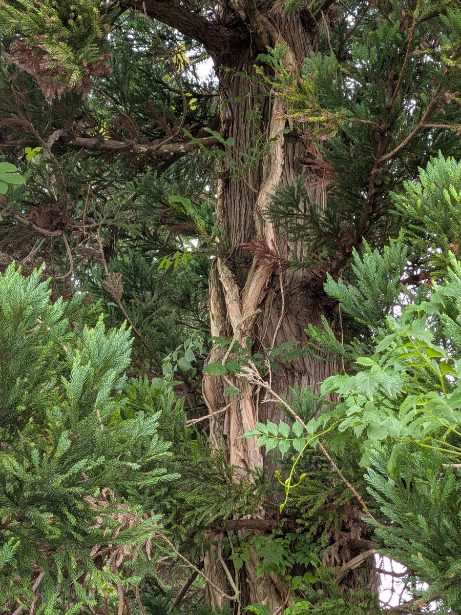 yamanow's tweet photo. 木のてっぺんに咲いているオレンジ色の花は、つる植物のノウゼンカズラ https://t.co/vuwFoWrcLx