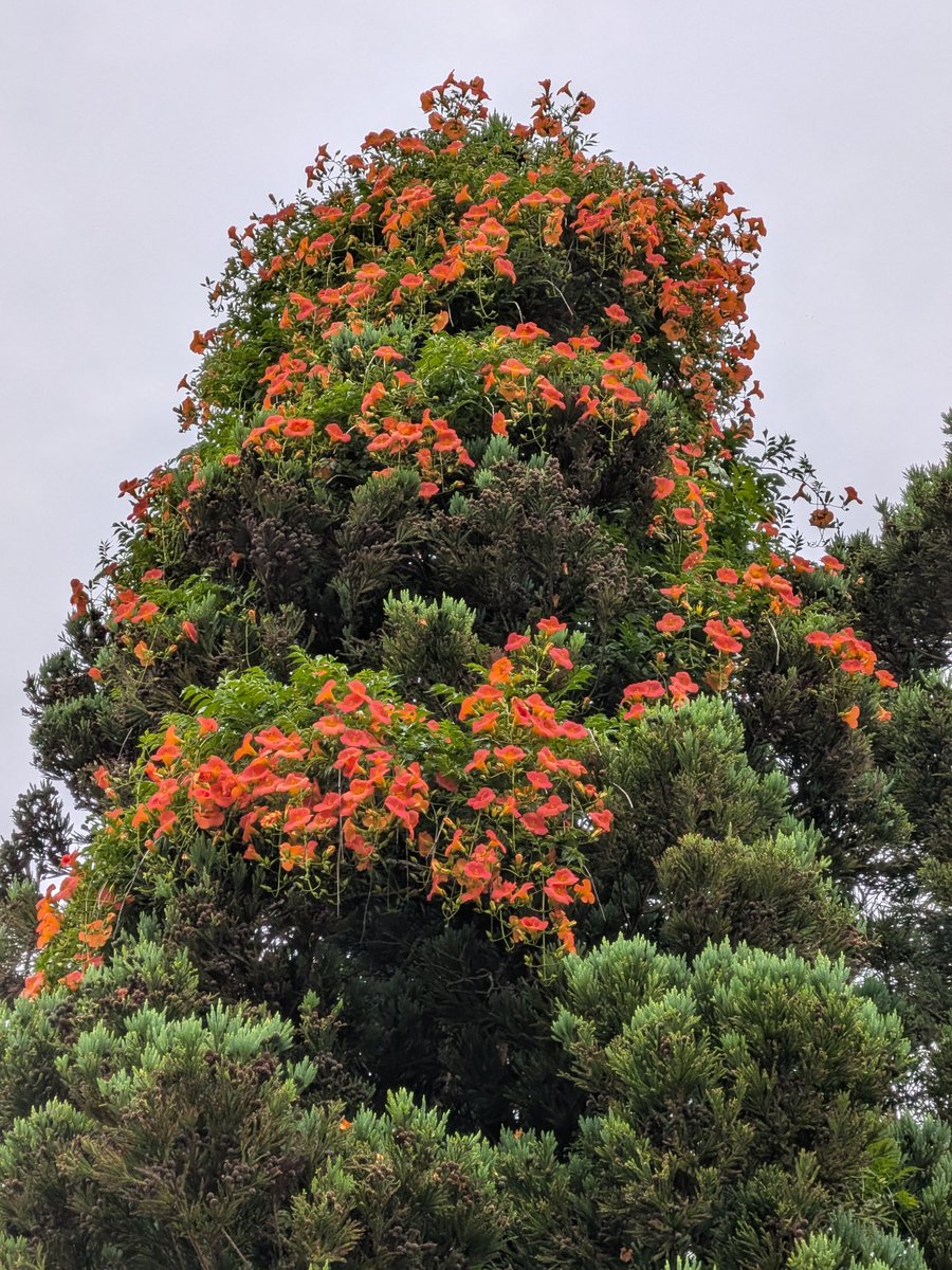 yamanow's tweet photo. 木のてっぺんに咲いているオレンジ色の花は、つる植物のノウゼンカズラ https://t.co/vuwFoWrcLx