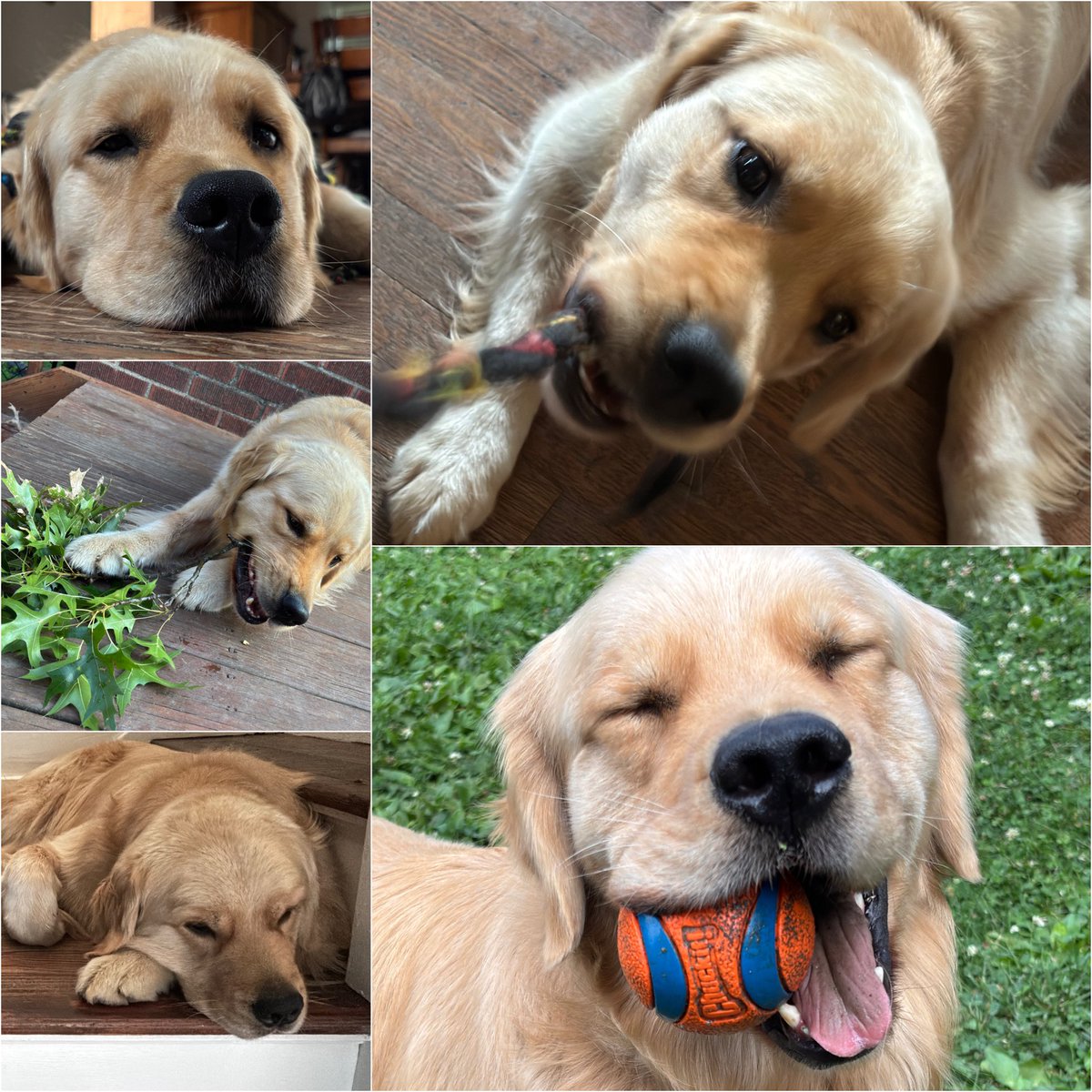 PghGoldens's tweet photo. This is a Walker appreciation post. Please appreciate Walker.

#DogsOfTwitter #GoldenRetrievers #PghGoldens https://t.co/APnuOmFGPf