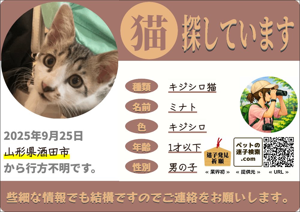 maigokensaku2's tweet photo. 酒田千石町2丁目旧ト一屋の駐車場付近の自宅から当時4ヶ月の「キジシロの子猫」の「ミナト」が迷子になりました。#迷子 #猫 #迷い猫 #ネコ #山形県 #キジシロ猫 | 猫の迷子 | ペットの迷子検索.com https://t.co/zwz52ChgFA https://t.co/AjjdEJ95vY