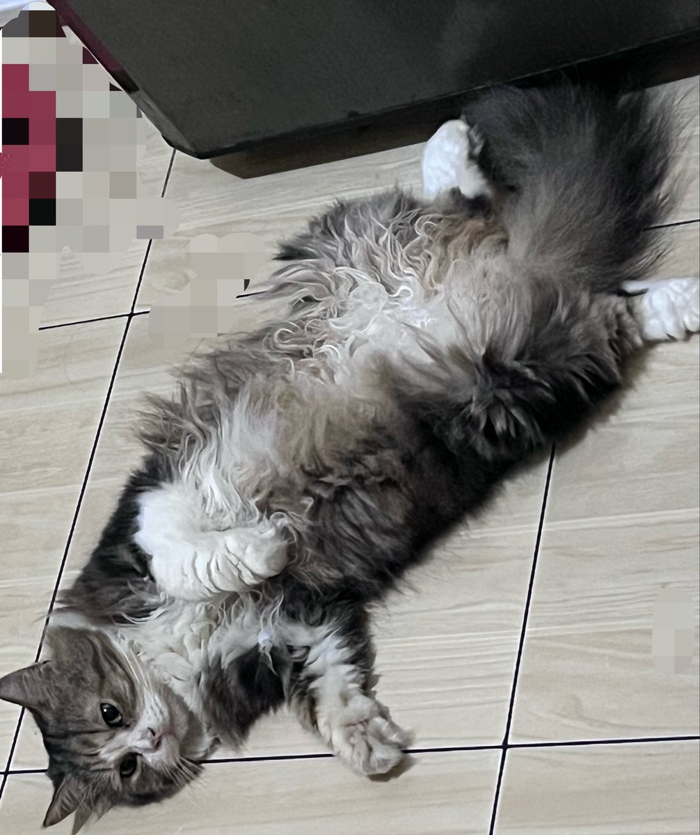 inyorudream's tweet photo. si penjaga kulkas dengan kulkasnya (ada wet food dia di dalem kulkas) https://t.co/ZSGJnAIVJe