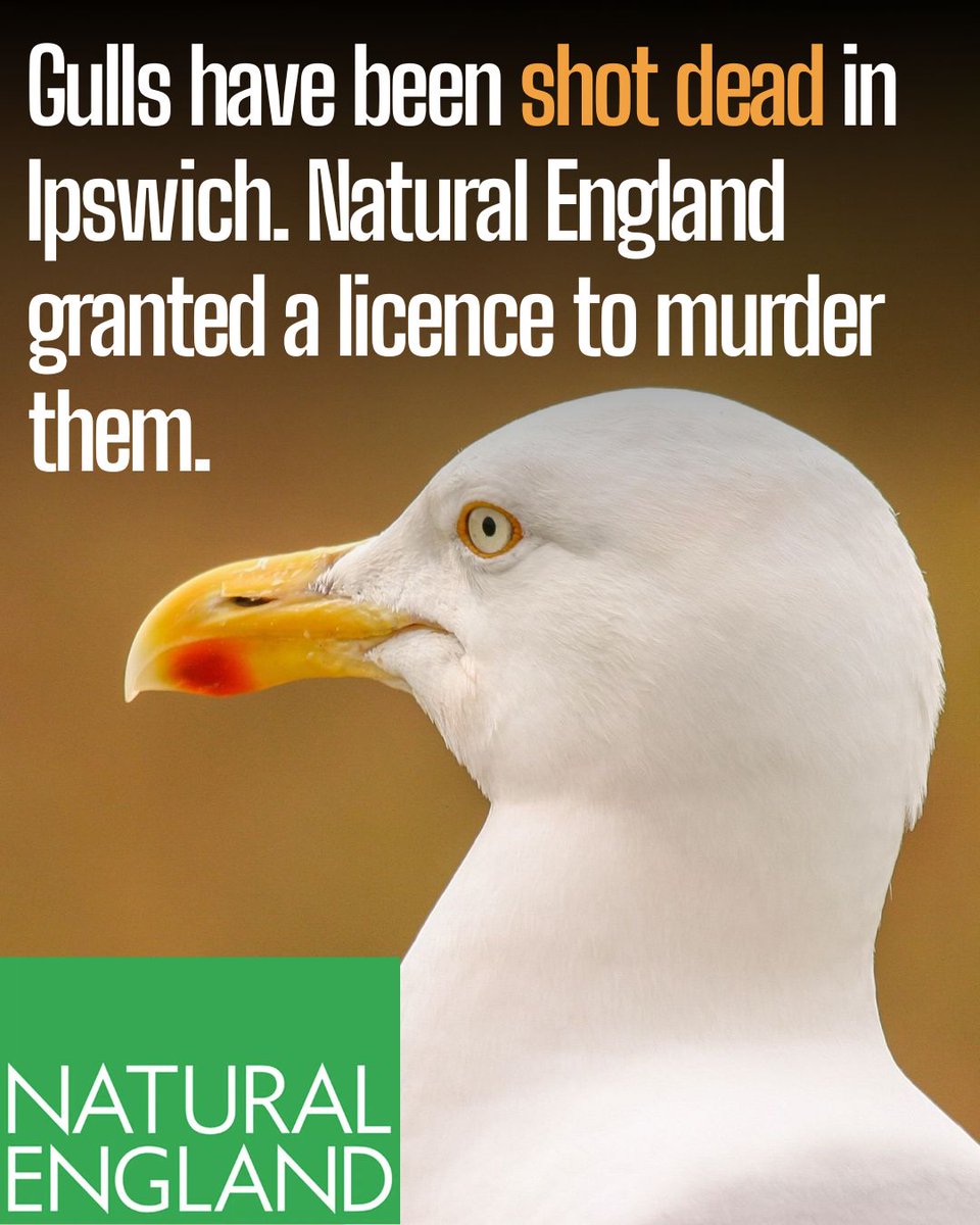 ProtectTheWild_'s tweet photo. On 24 June a man shot Gulls and chicks on the roof of Sulzer in Ransomes Europark, Ipswich. Natural England granted the licence to kill both Lesser Black-Backed and Herring Gulls during nesting season. https://t.co/ZUsCd9yUJF
