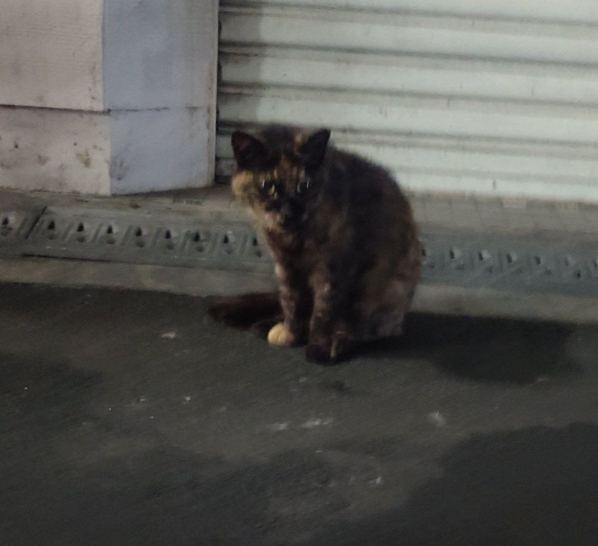FreeFire_a's tweet photo. たまにいるﾈｺﾁｬﾝ https://t.co/AdkXKq9Sn9