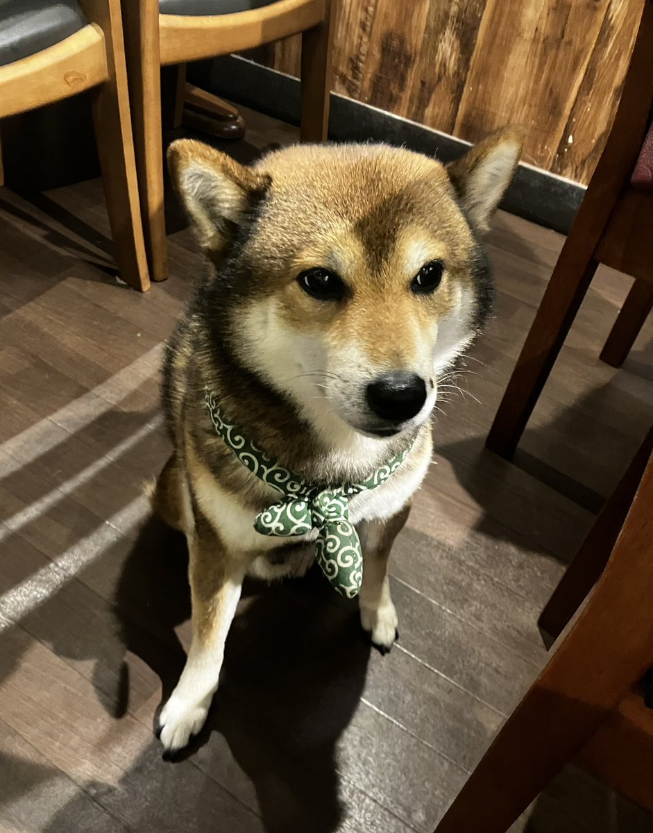 Kyo_Komatsu's tweet photo. 会社員時代の先輩と久しぶりに飲んで楽しかった♪
お店で柴犬ちゃんが働いていました！ https://t.co/N06Mwyvvz5