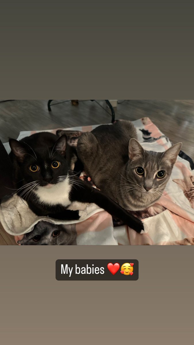 Hannah_schuster's tweet photo. 😍😻 https://t.co/kWADORI7lO