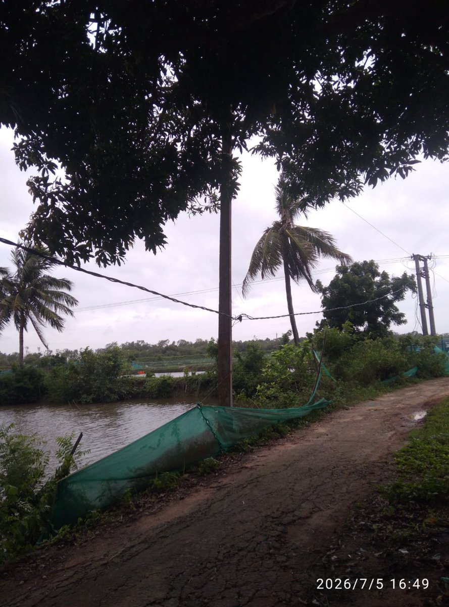 ESambitSahoo's tweet photo. Dear @TPCentralOdisha could you pls mind to raise the LT wire to proper height as per your safety standards, which is hanging at very low height causing potential risk in our village Balabhadrapur under Astaranga section of NED.The snaps attached for your reference (near 100kva) https://t.co/QDW9aqnoA5