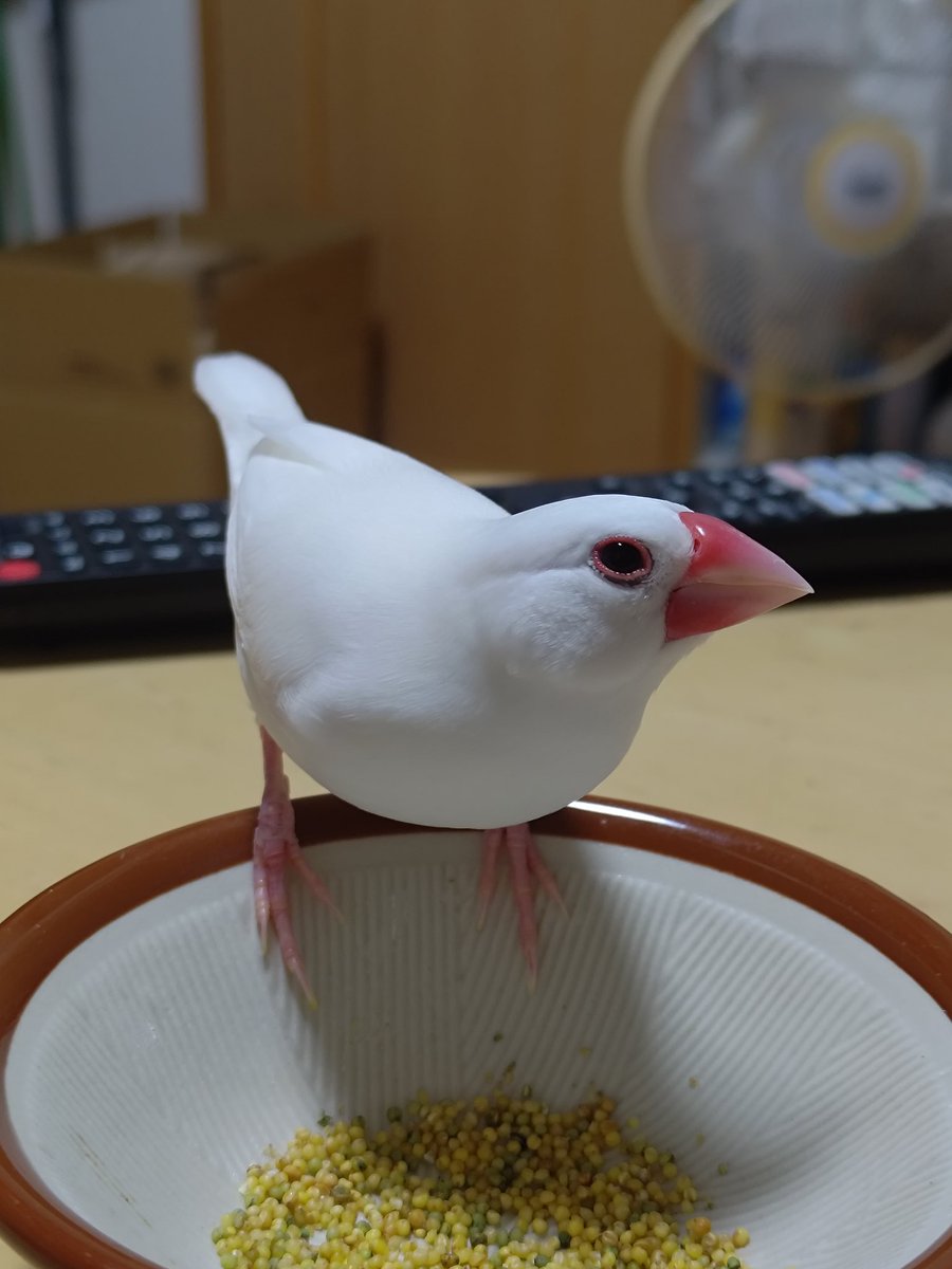 yuyuemon's tweet photo. とりとりとりとり https://t.co/F6Mom3082R