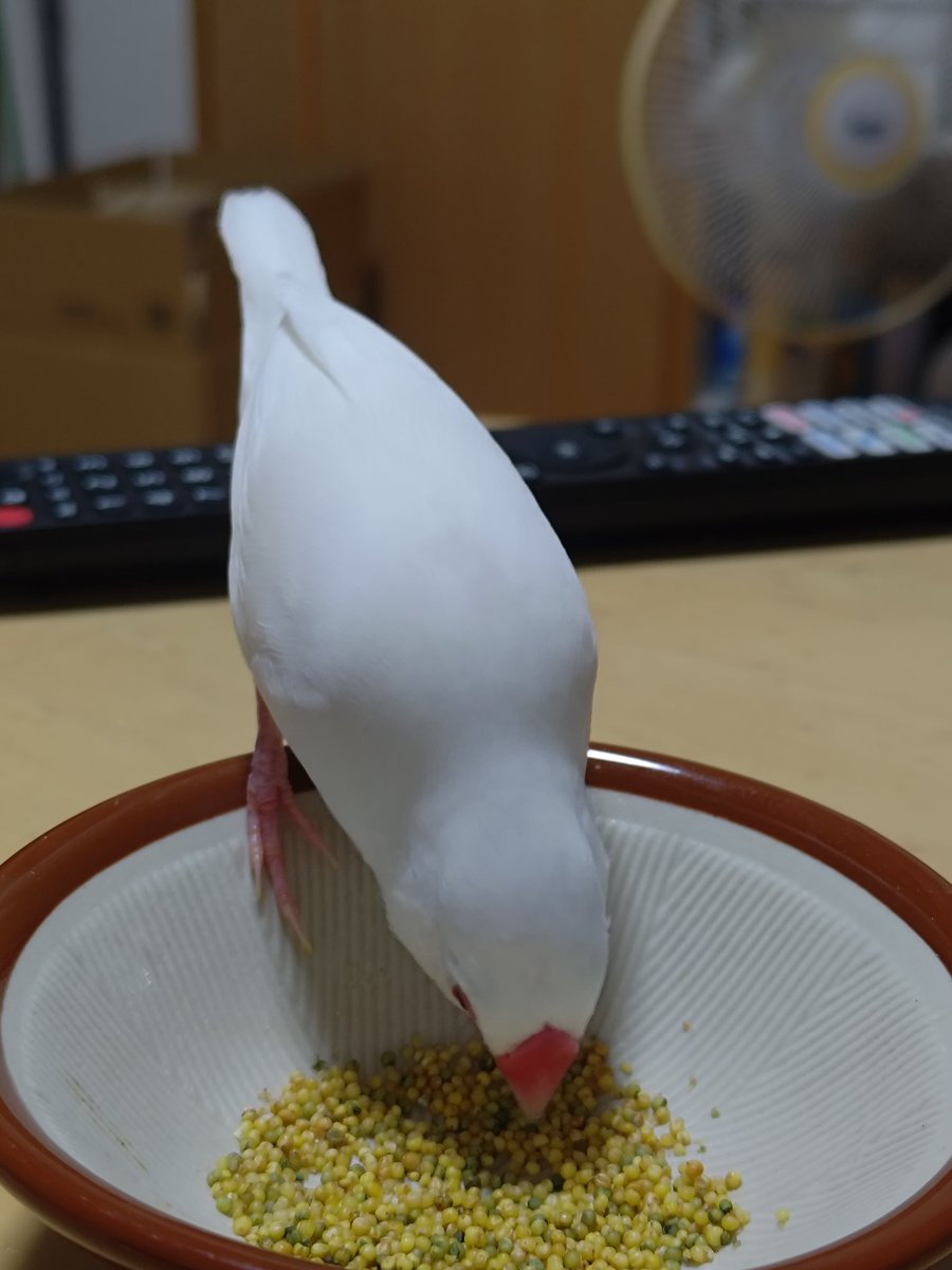 yuyuemon's tweet photo. とりとりとりとり https://t.co/F6Mom3082R