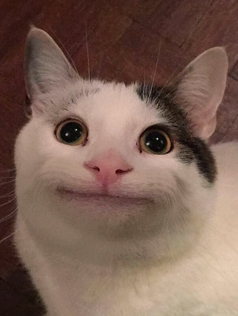 v218log's tweet photo. polite catnon https://t.co/2cnj8tP25e