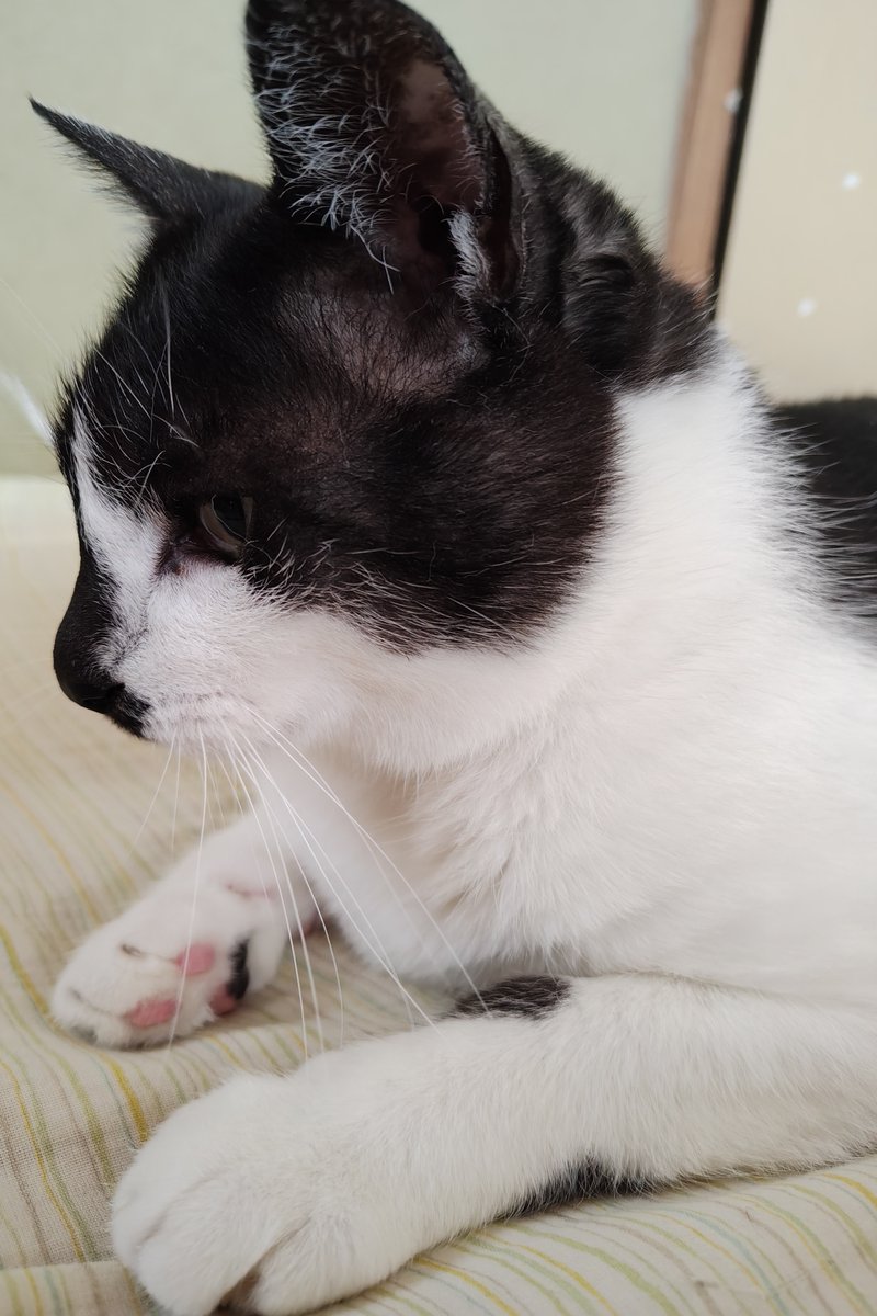 一日遅れの #土アップ祭🐱 🐱「昨日は下僕が昼過ぎから📺で”オシ”を見