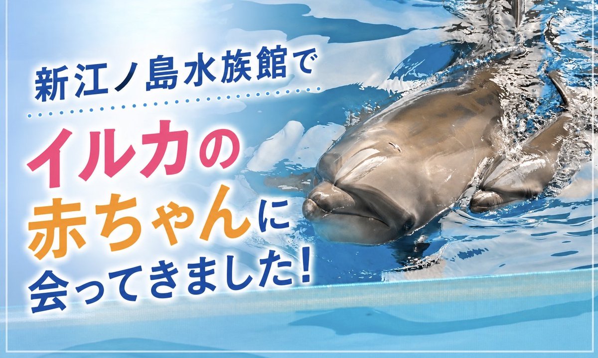 ISANAcom_jp's tweet photo. note公開！

今だけ会える、新江ノ島水族館のイルカの赤ちゃんをご紹介！

赤ちゃんのかわいらしい姿や今だけ見られる特徴を、写真や動画とともにお届けします

さらに、「人工授精ってどんなもの？」など、誕生の裏側についても分かりやすくまとめました
ぜひご覧ください✨

https://t.co/BsKQu64hO5 https://t.co/Ni2IJbkC6x