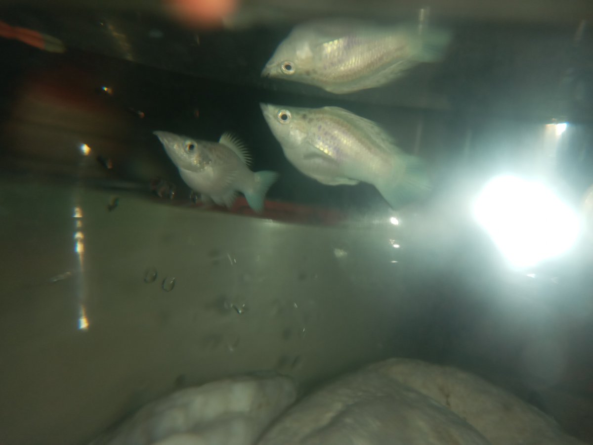 loii_saaev's tweet photo. fishey fishey https://t.co/94NtHOEzeZ