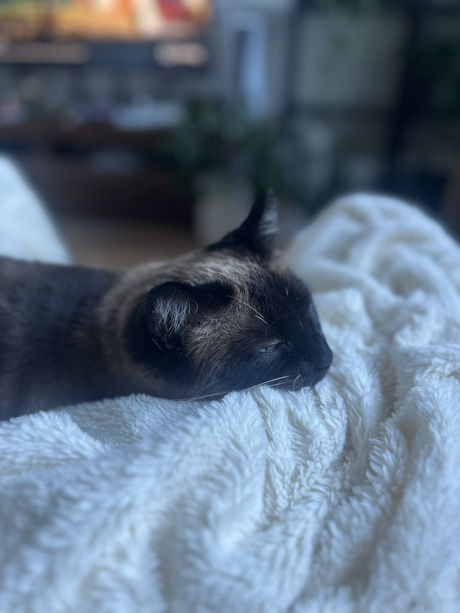 kaleightucker_'s tweet photo. I love my cat so much I could explode https://t.co/QdhVxJdI4f