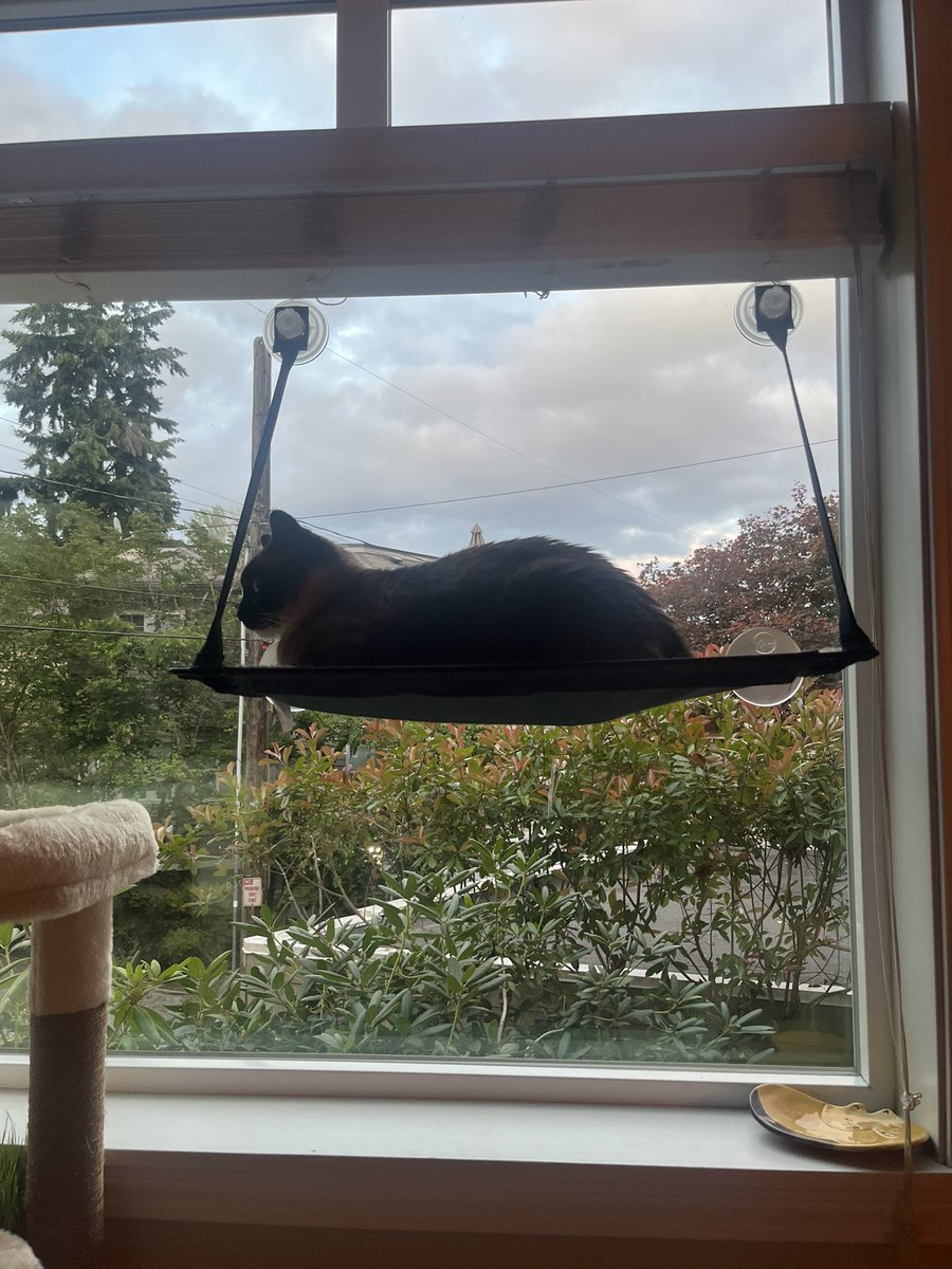 kaleightucker_'s tweet photo. I love my cat so much I could explode https://t.co/QdhVxJdI4f
