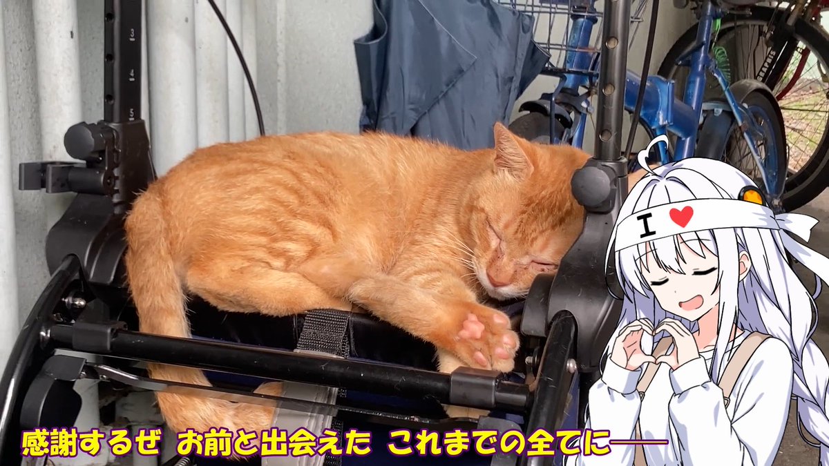 A__minus's tweet photo. 立ち絵紹介動画に着手
気を抜くと野良猫紹介動画になる https://t.co/5NNbcPxyXp