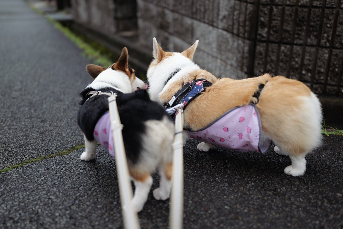 shippokuru's tweet photo. 雨の止み間におそろの🍑腹巻きでなかよち♪
#LUMIX 
#S5II 
#SIGMA 
#コーギーのいる暮らし 
#コーギー https://t.co/MhSbfBPWuJ