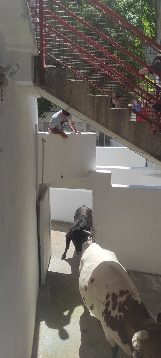 navarraytoros's tweet photo. Enchiquerados los novillos de Pincha para la primera de la Feria del Toro. Hay alguno precioso. https://t.co/jz39W5SEoS