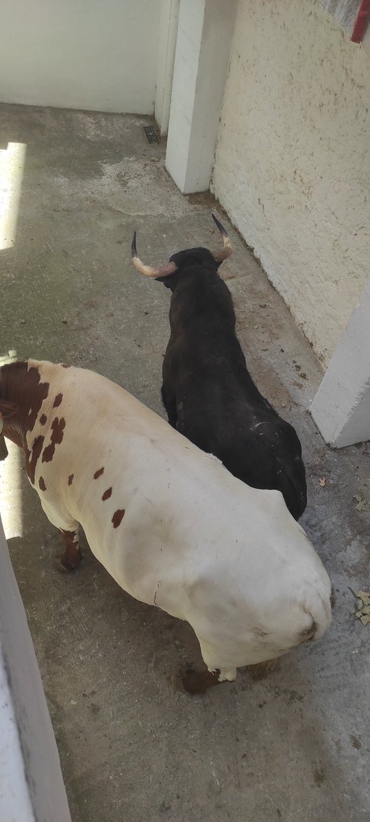 navarraytoros's tweet photo. Enchiquerados los novillos de Pincha para la primera de la Feria del Toro. Hay alguno precioso. https://t.co/jz39W5SEoS