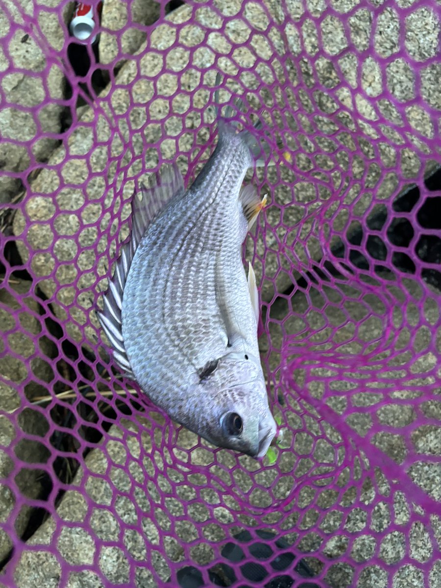 umnch0908's tweet photo. 引っ越し後の淀川。
嫁の昼寝の隙に。
魚に触るのがひと月以上ぶりでほ���まに楽しかった。 https://t.co/1uRovPnVfn