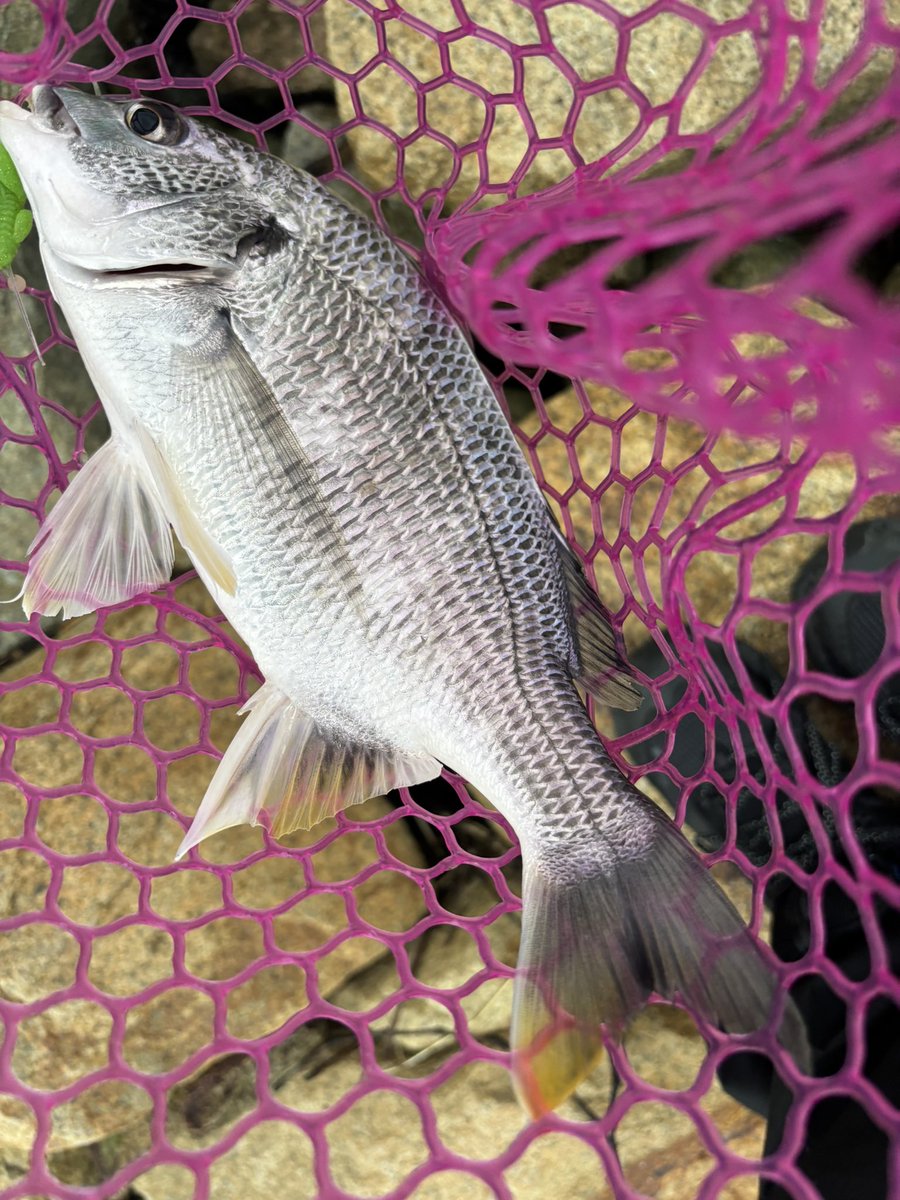 umnch0908's tweet photo. 引っ越し後の淀川。
嫁の昼寝の隙に。
魚に触るのがひと月以上ぶりでほ���まに楽しかった。 https://t.co/1uRovPnVfn