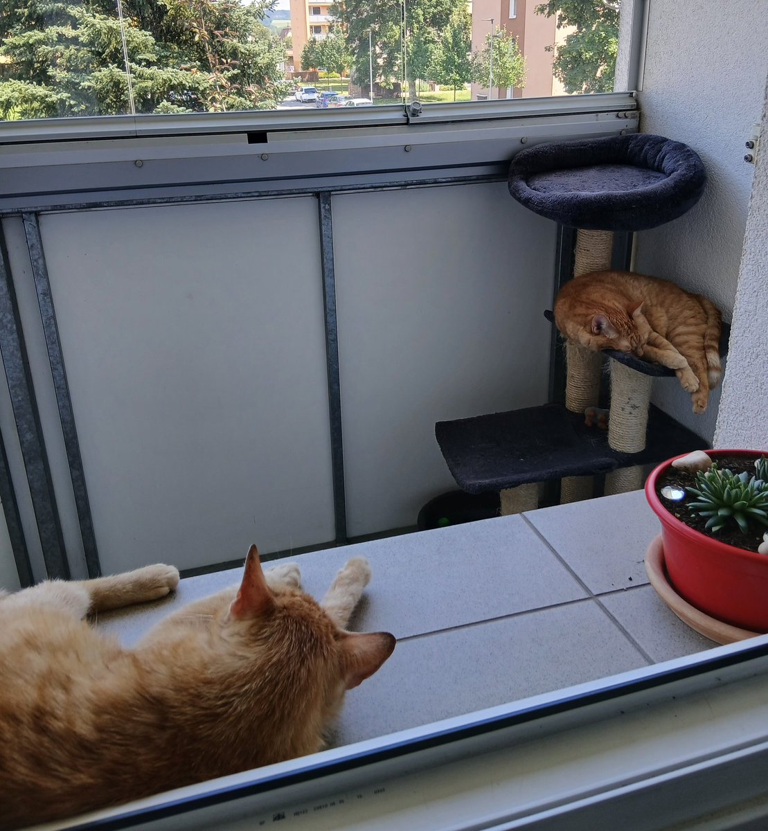 Lena_Voce's tweet photo. I didn't originally want another cat, I mean not right now.. Maybe a little kitten one day.. Strudel is old and very.. orange 😅. but the cat delivery system has its own rules.. So I have two orange cats. One senior lady, one young gentleman 🧡🐱🧡 https://t.co/paXgA0gij8